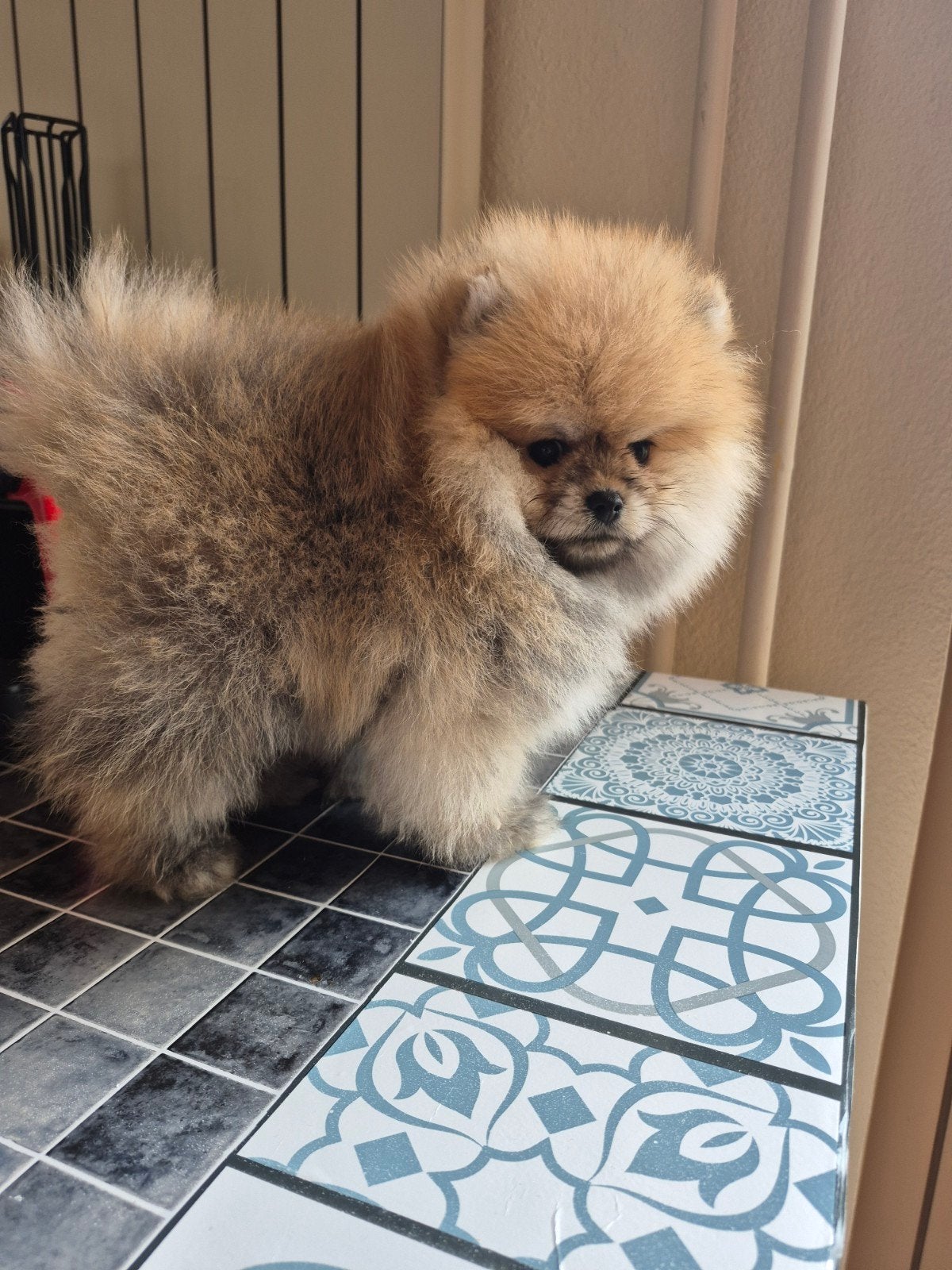 mini Pomeriaan, reutje,, Dieren en Toebehoren, Honden | Niet-rashonden, Particulier, Rabiës (hondsdolheid), 15 weken tot 1 jaar
