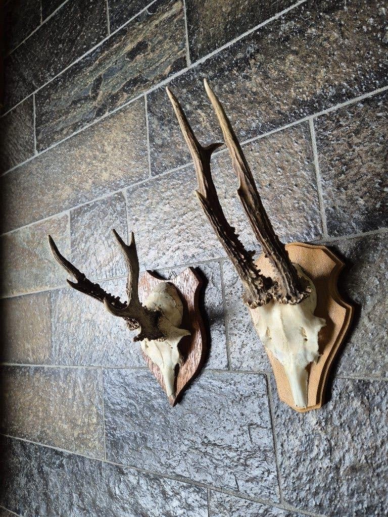2 Prachtige Ree Geweien samen € 19 jacht hut mancave k56, Verzamelen, Dierenverzamelingen, Ophalen of Verzenden, Gebruikt, Hert