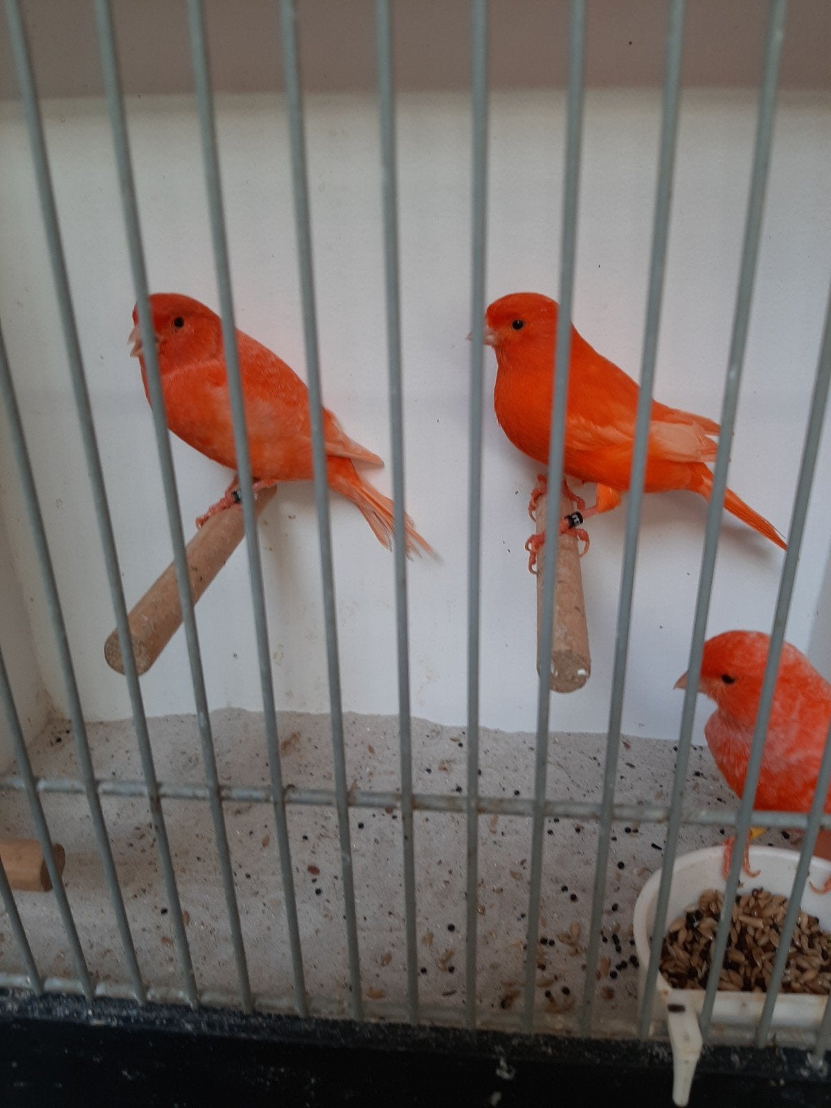 TRO ROOD VETSTOF., Dieren en Toebehoren, Meerdere dieren, Kleurkanarie