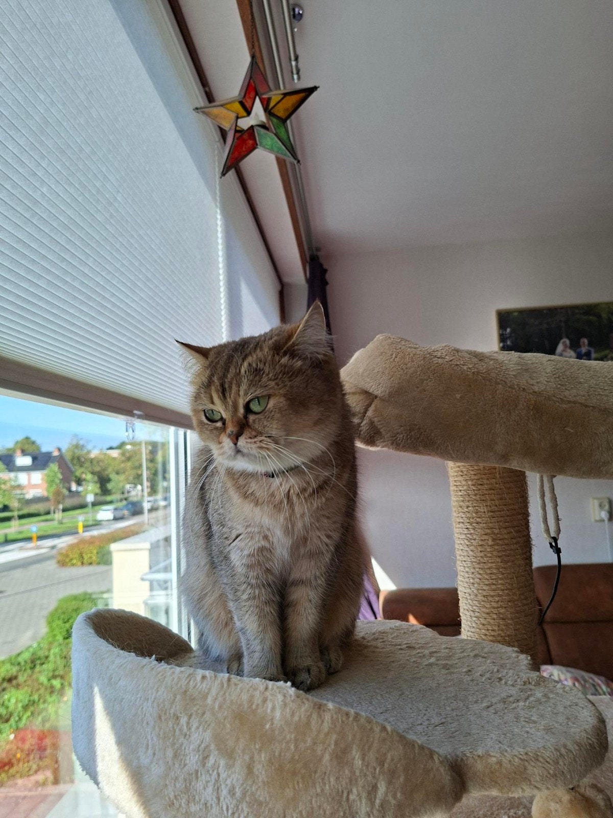 Britse korthaar poes ongesteriliseerd mag zsm verhuizen, Dieren en Toebehoren, Katten en Kittens | Raskatten | Korthaar, Poes