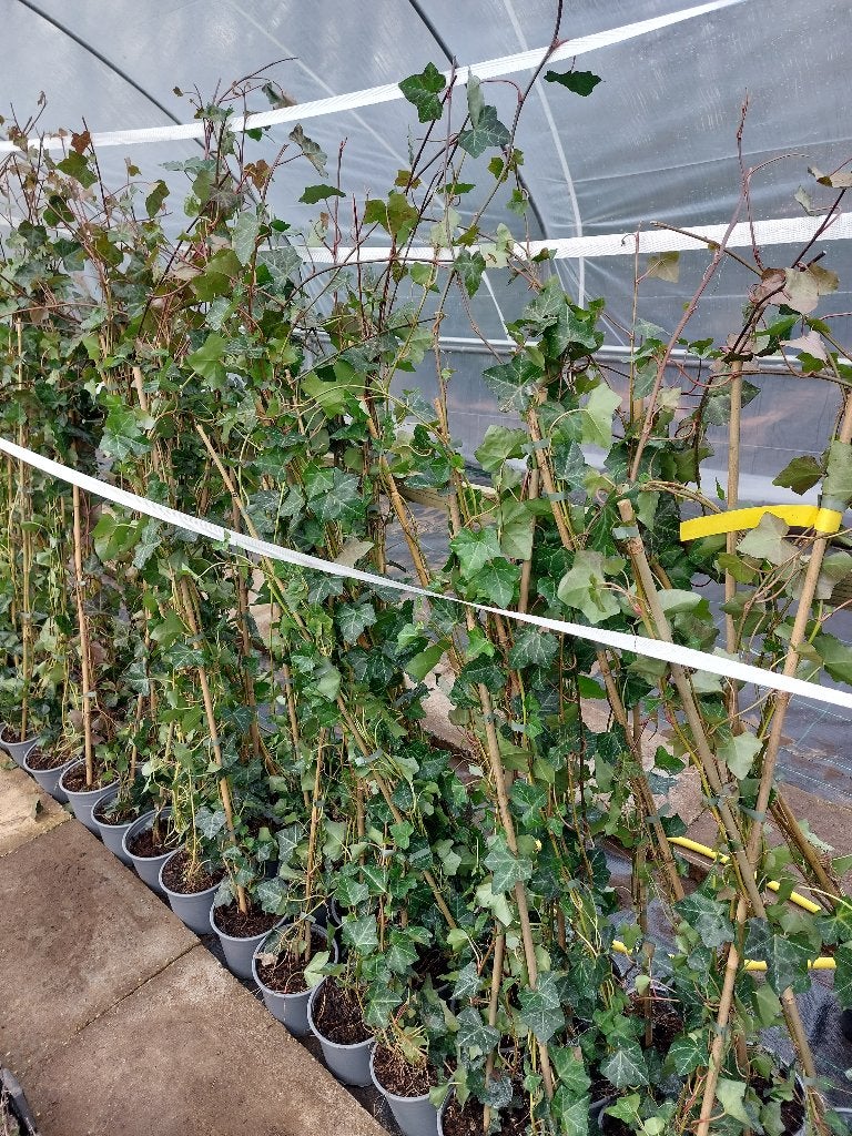 Hedera hibernica (klimop), Ophalen, Vaste plant, Bloeit niet, Halfschaduw