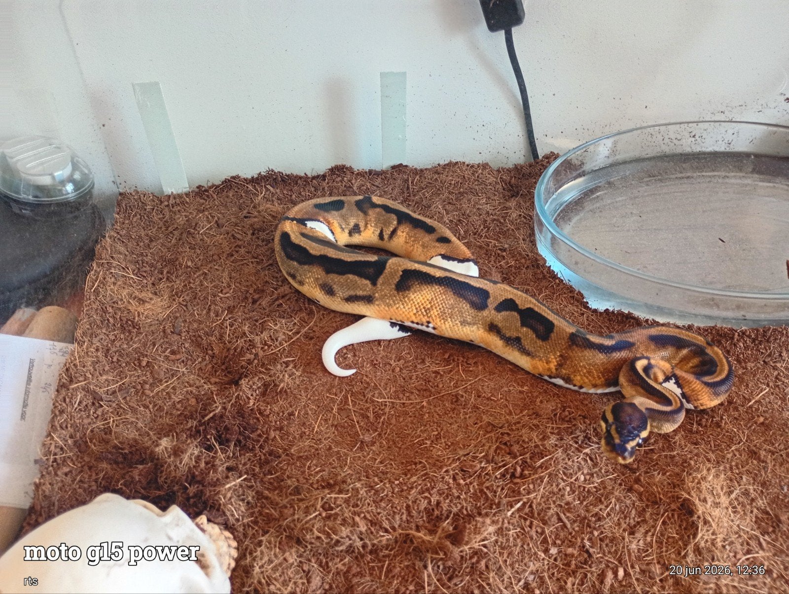 Ballpythons te koop aangeboden., Dieren en Toebehoren, Reptielen en Amfibieën, Slang, Met terrarium, 0 tot 2 jaar