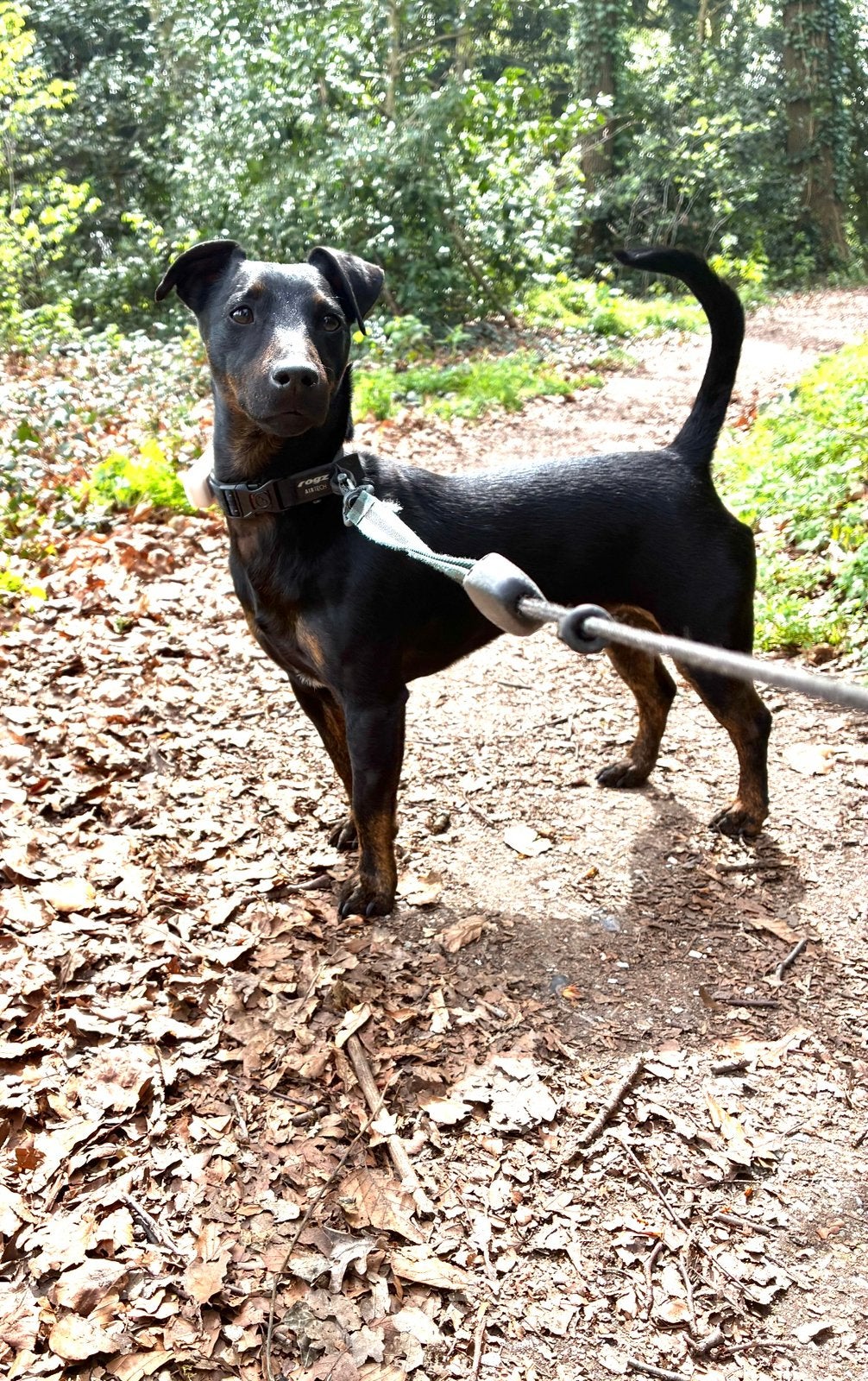 Joey zoekt een nieuw thuis!, Reu, Eén hond, Klein, CDV (hondenziekte)