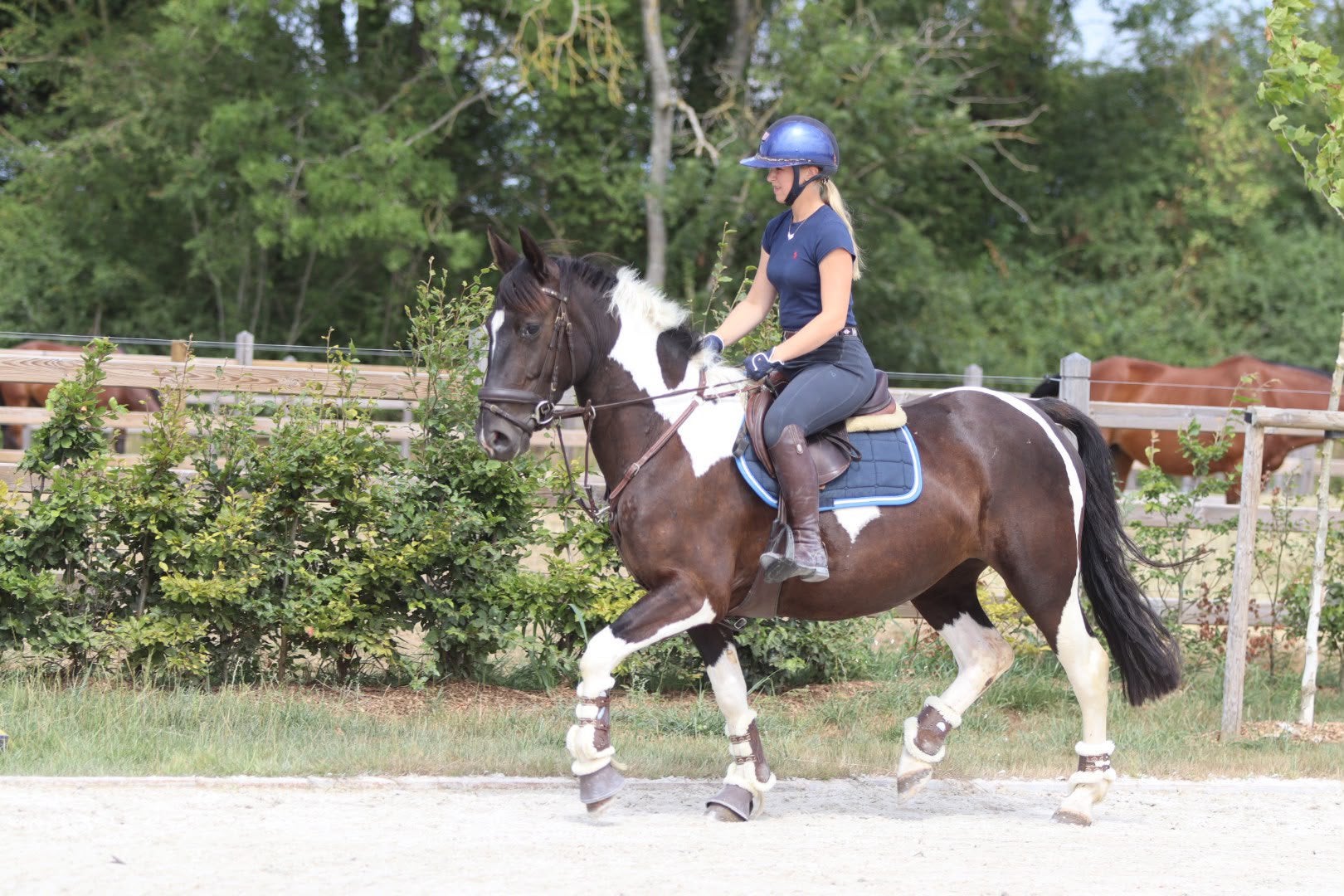 knappe allround merrie met een prachtig barok uiterlijk, Merrie, Minder dan 160 cm, Met stamboom, Zadelmak
