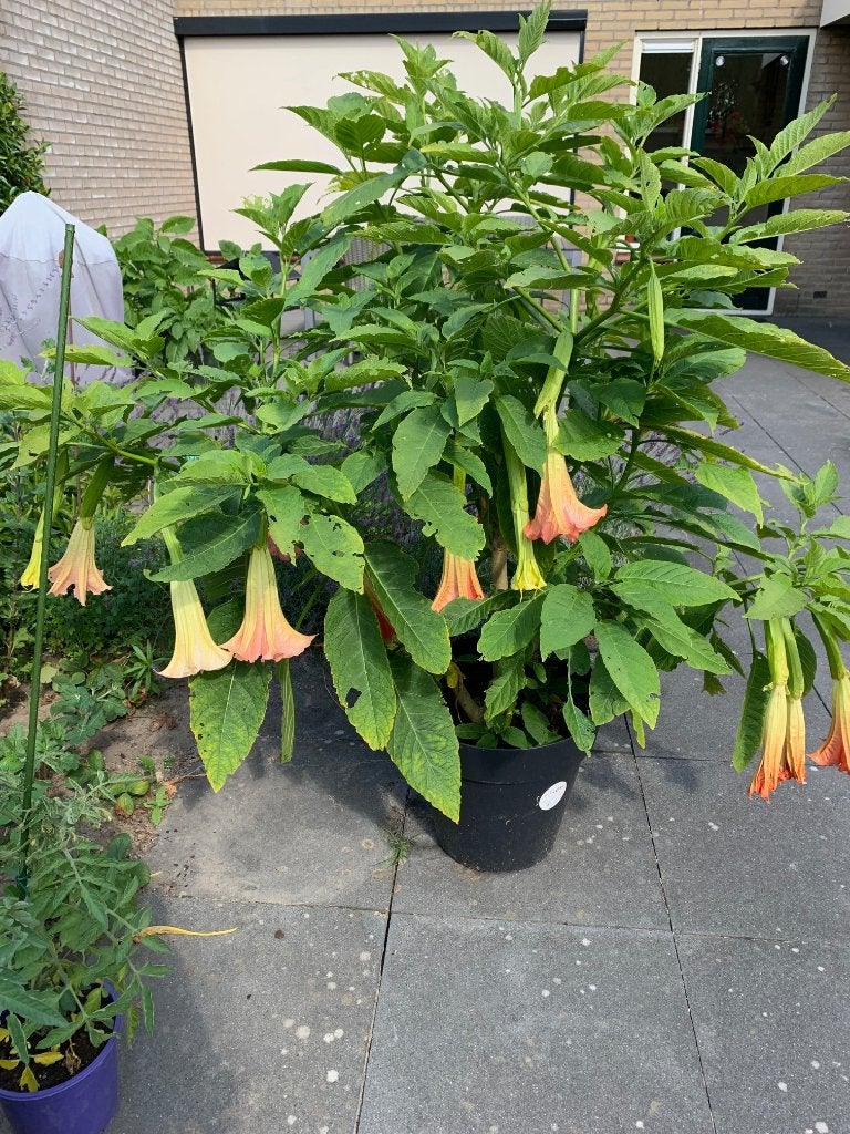 brugmansia, Tuin en Terras, Planten | Tuinplanten, Volle zon, Vaste plant, Zomer, Ophalen