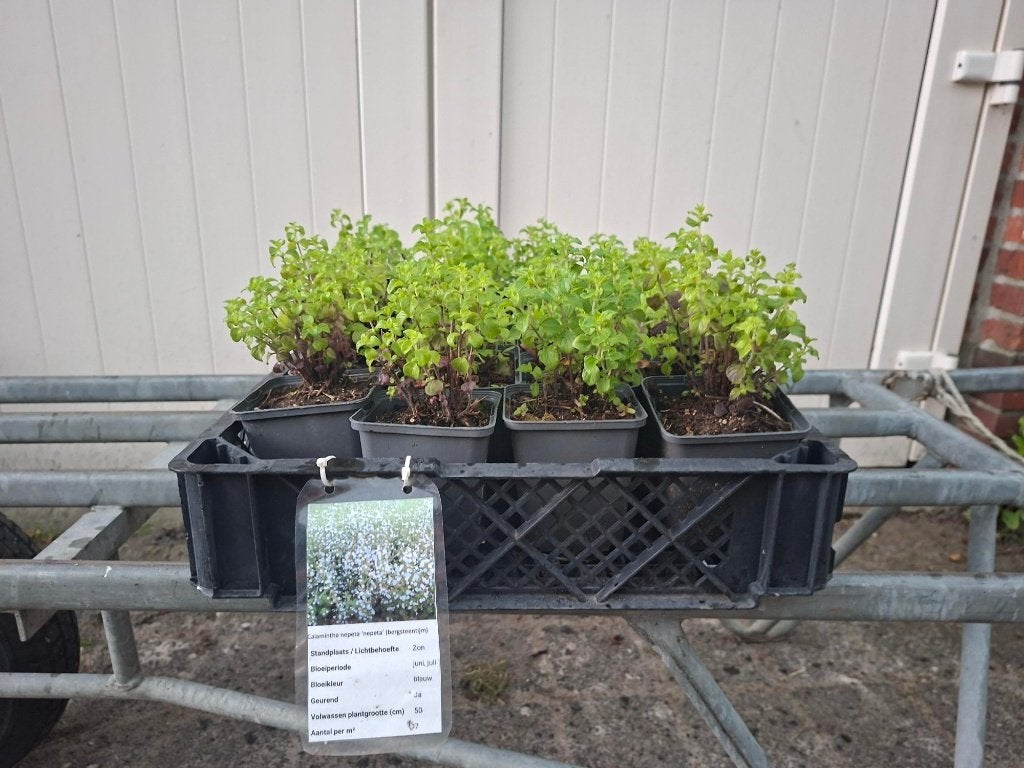 Mooie Calamintha subsp nepeta 'Nepeta' (steentijm)!, Ophalen, Overige soorten, Volle zon