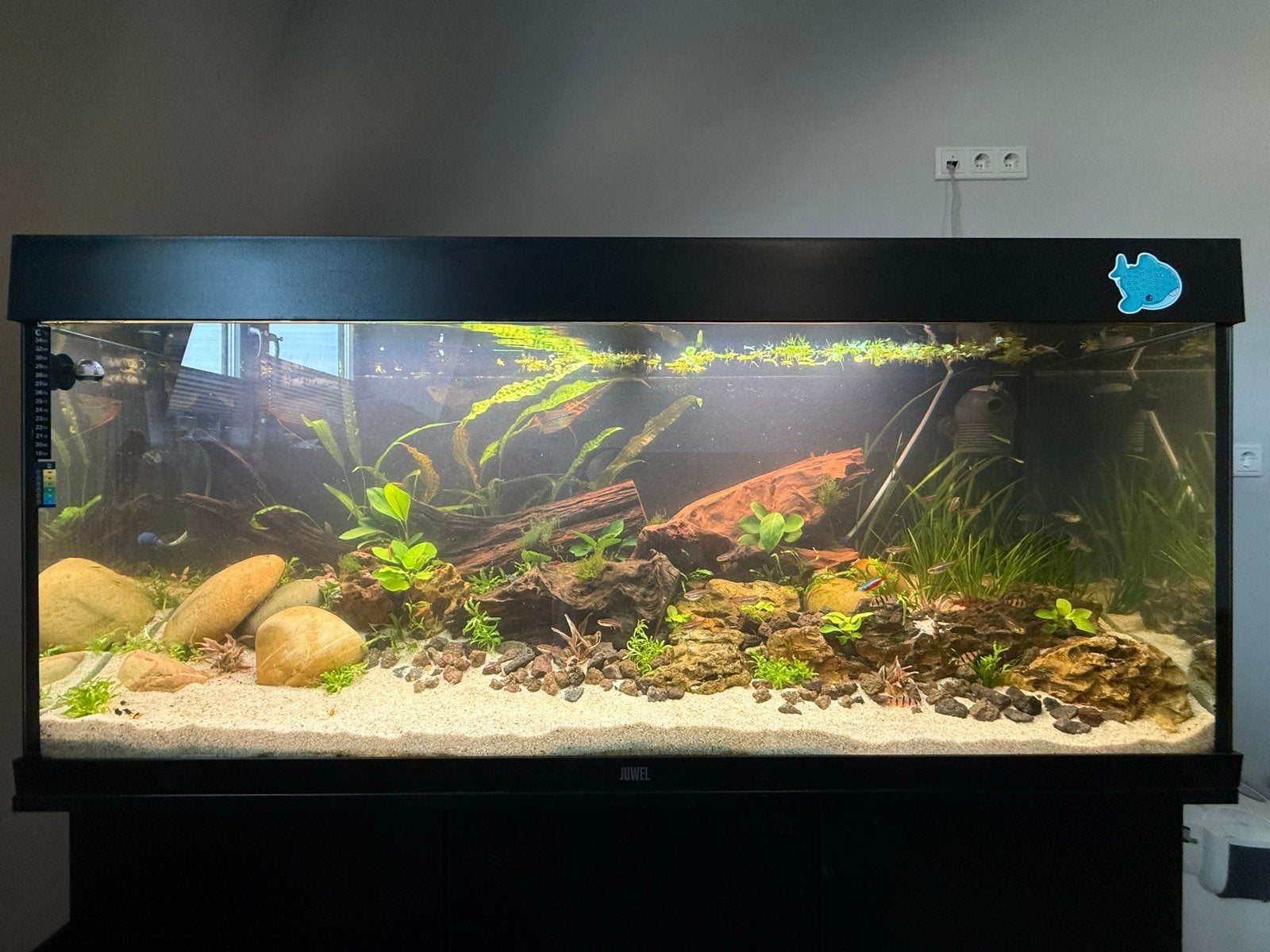 240L Juwel aquarium, Ophalen, Gebruikt, Aquariummeubel, Inclusief deksel