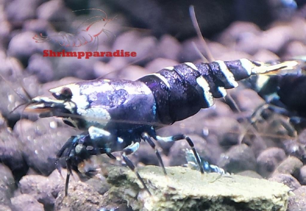 Purple metallic high grade garnalen startgroep, Dieren en Toebehoren, Kreeft, Krab of Garnaal, Zoetwatervis