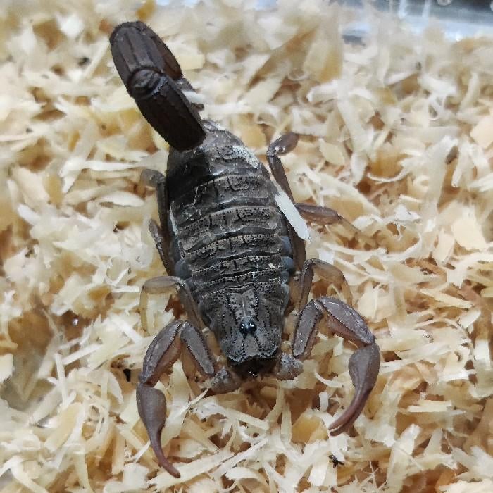 Hottentotta hottentotta, Dieren en Toebehoren, 0 tot 2 jaar