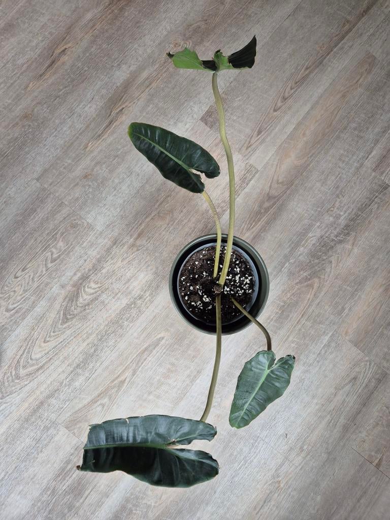 Philodendron Billietiae - Beschadigd, geknipt, Huis en Inrichting, Kamerplanten, Minder dan 100 cm, Groene kamerplant, Halfschaduw