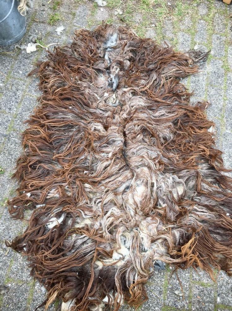 4+1 gratis schapenvachten mooie kwaliteit viltvachten vilt, 100 tot 150 cm, Crème, Nieuw, Ovaal