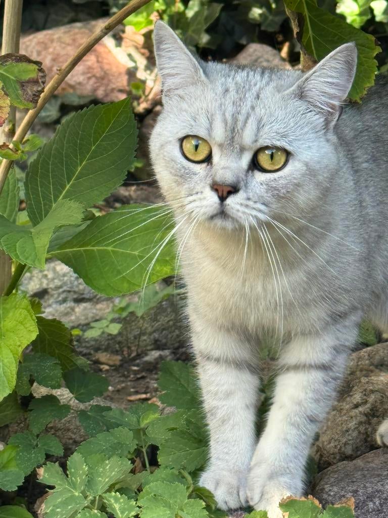 Britse Koorthaar Dekkater