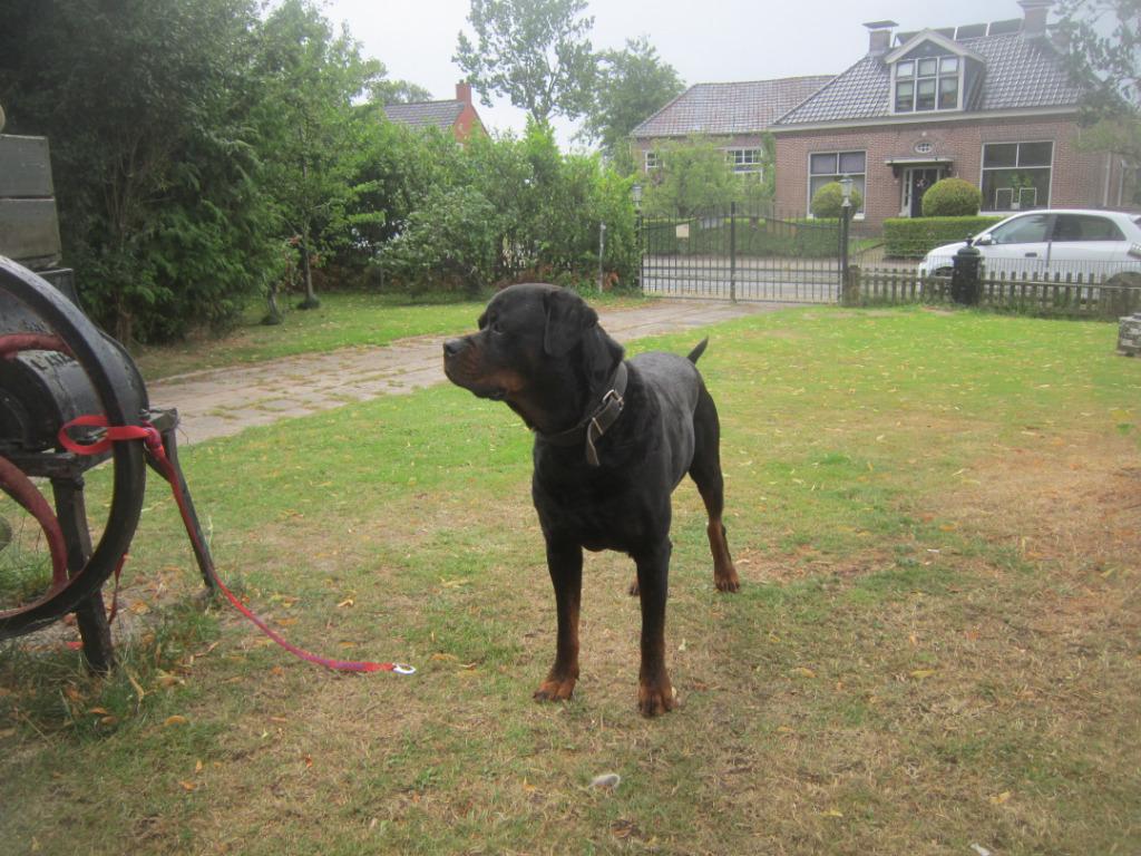STAAT TER DEKKING KERNGEZONDE ROTTWEILLER DEK REU! ! !, Dieren en Toebehoren, Honden | Dekreuen, Reu, Parvo, Eén hond, 3 tot 5 jaar
