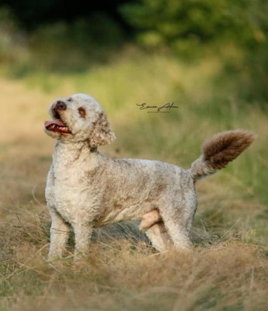 Dekreu beschikbaar Multigen Labradoodle (Tegan bloedlijn), Dieren en Toebehoren, Parvo, Reu, Eén hond, 3 tot 5 jaar
