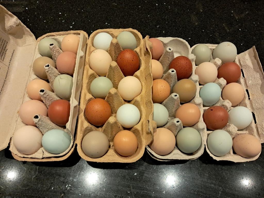 Broedeieren kleurlegger / groenlegger 🐣🌈, Dieren en Toebehoren, Pluimvee, Kip, Meerdere dieren
