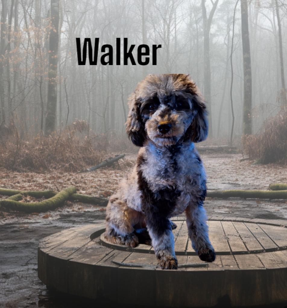 merle poedel dekreu, Dieren en Toebehoren, Honden | Dekreuen, Fokker | Hobbymatig, Reu, 1 tot 2 jaar, Buitenland