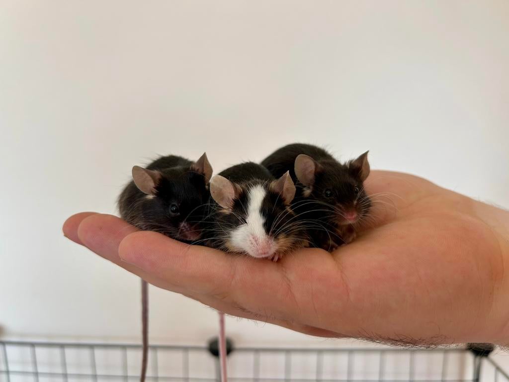 Trio mannelijke kleurmuizen ter adoptie - Rodent Rescue, Dieren en Toebehoren, Knaagdieren, Mannelijk, Muis, Maart