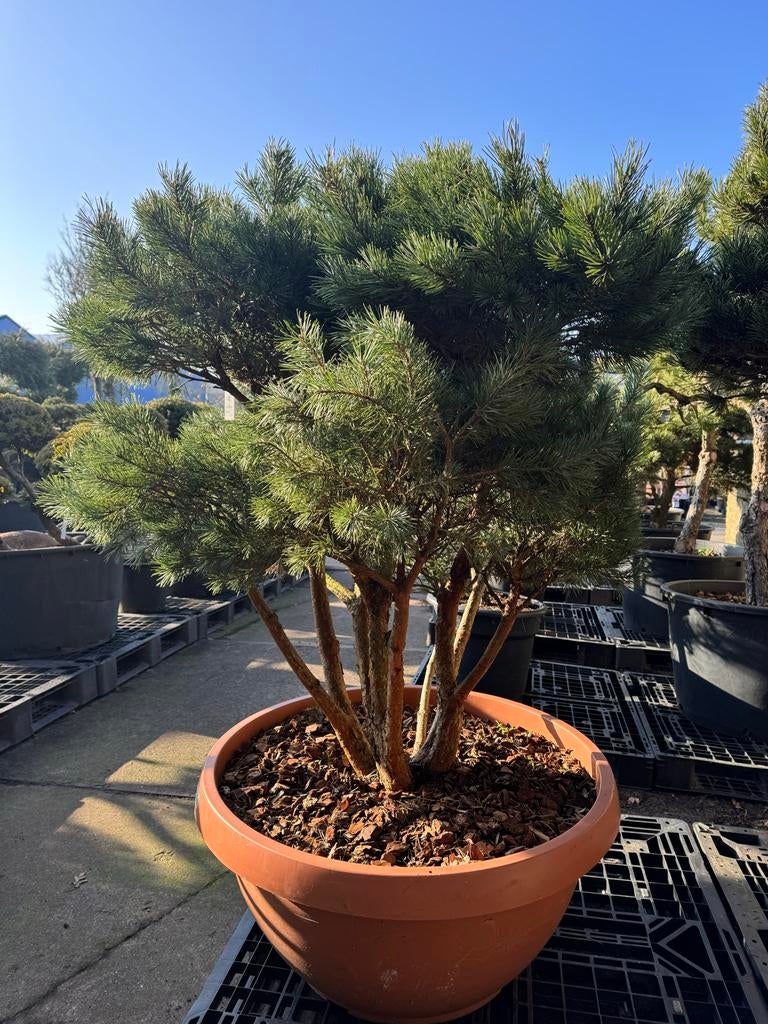 Meerstammige Pinus Sylvestris 'Watereri'. Zondags geopend!, Bloeit niet, Overige soorten, 250 tot 400 cm, Ophalen