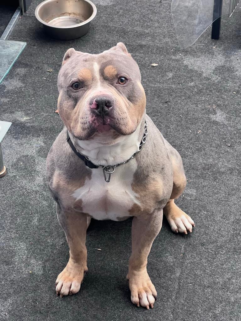 Tri Merle Bully XL DEKREU (niet te koop), Dieren en Toebehoren, Honden | Dekreuen, Reu, Particulier, Eén hond, Nederland, 1 tot 2 jaar