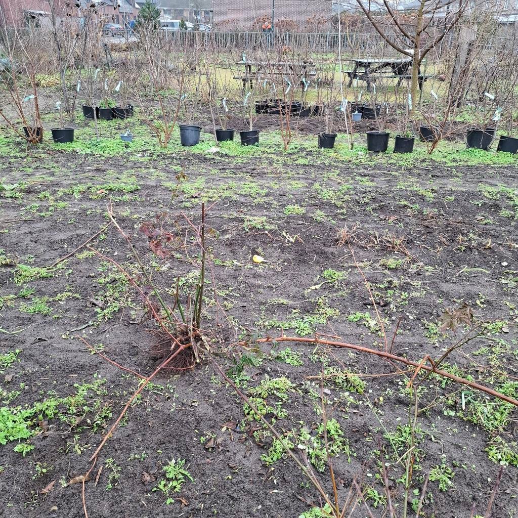 Rubus fruticosus Thornfree doornloze braam, Ophalen, Minder dan 100 cm, Overige soorten, Zomer