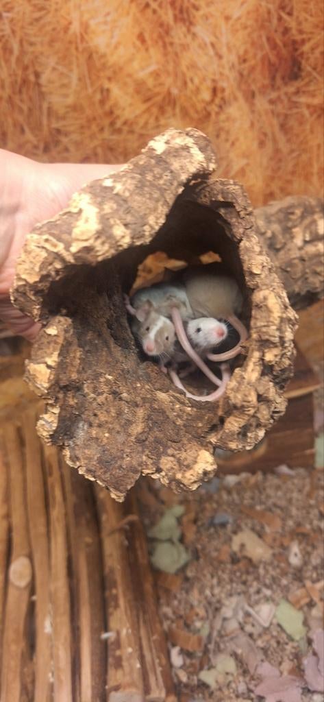 Mega schattige kleurmuizen, Dieren en Toebehoren, Muis, Januari, Meerdere dieren, Tam