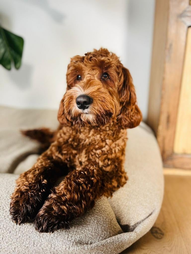 Labradoodle dekreu, Dieren en Toebehoren, Honden | Niet-rashonden, Middel, Reu, Fokker | Hobbymatig, Eén hond, Nederland, 1 tot 2 jaar