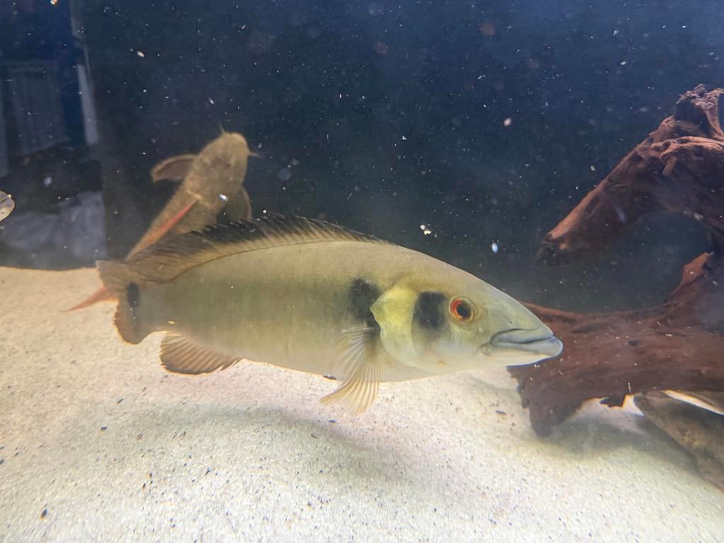 4x crenicicla 30cm, Dieren en Toebehoren, Vis