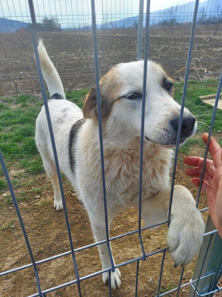 Lory is ter adoptie!, Handelaar, 1 tot 2 jaar, Buitenland, Teef