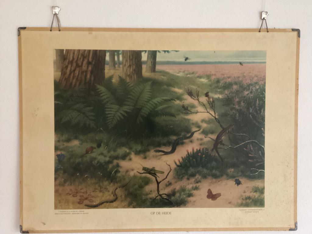 Schoolplaat Op de heide karton M.A. Koekoek incl. boekje, Antiek en Kunst, Antiek | Schoolplaten, Ophalen, Natuur en Biologie