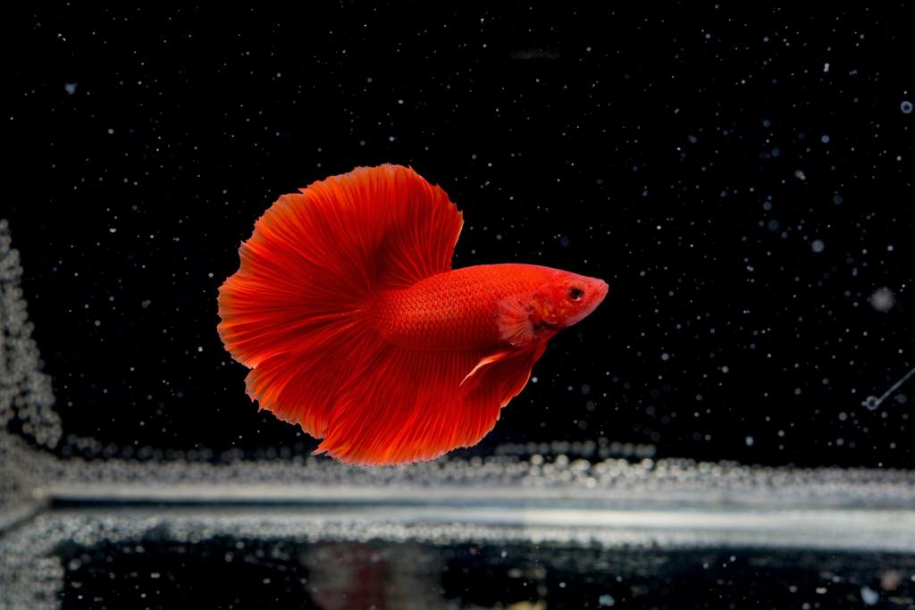 Betta Halfmoon Super Red, Dieren en Toebehoren, Vissen | Aquariumvissen, Vis