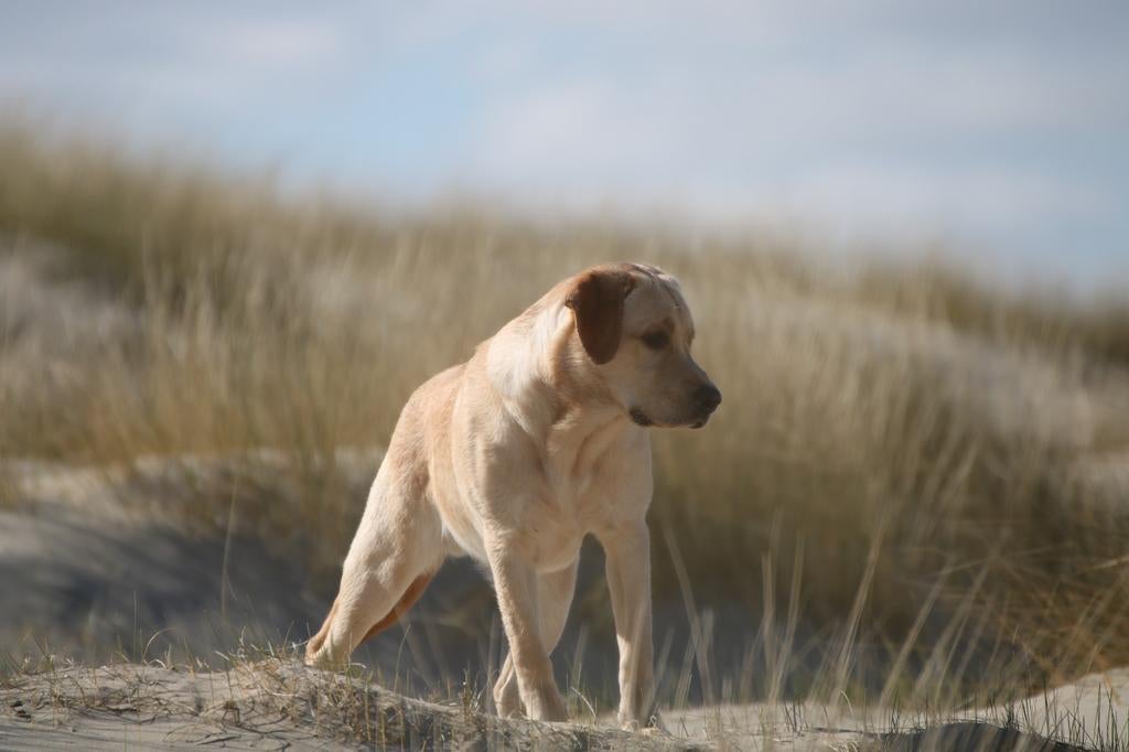 Prachtige stoere redfox labrador ter dekking aangeboden, Reu, 1 tot 2 jaar, Parvo, Eén hond