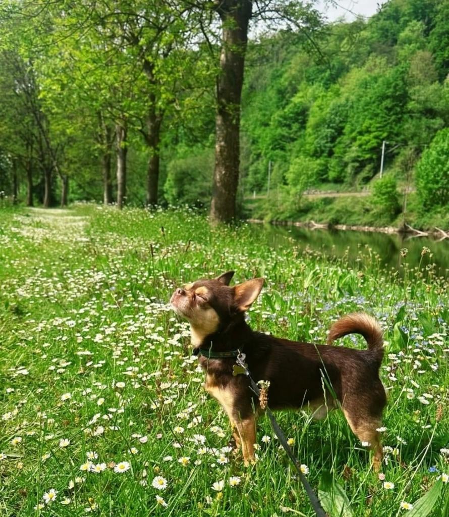 Chihuahua dekreu.