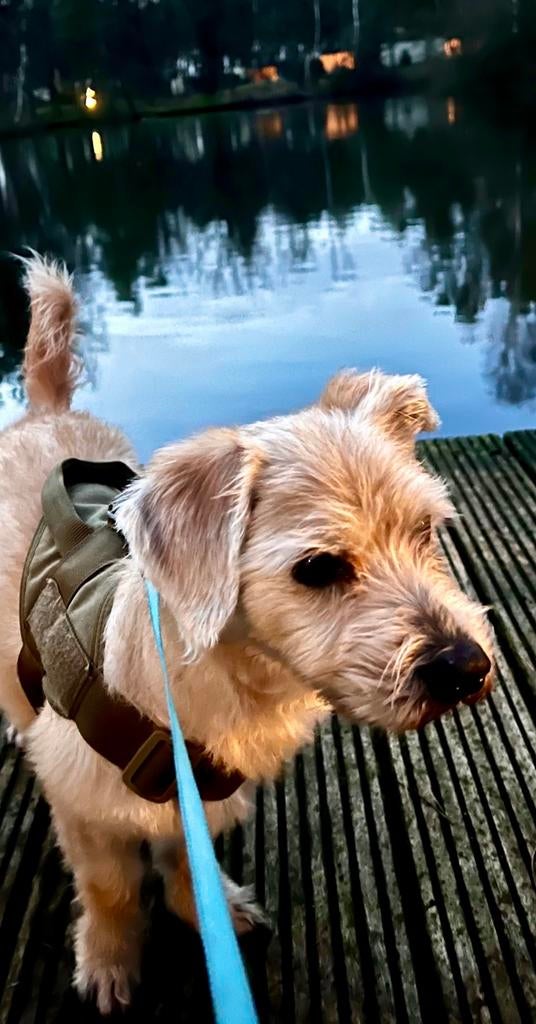 Gezocht oppas voor onze boomer Boedha, Juni, Mannelijk
