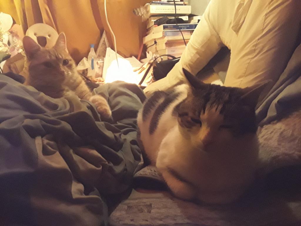 Boerderij ,Poesje 1,5 j THUIS alleen Buiten ,!! MAASTRICHT, Dieren en Toebehoren, Poes