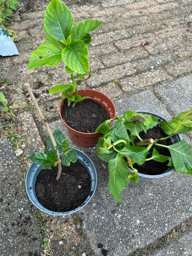 Stekken hortensia dubbelbloemig, Ophalen of Verzenden, Overige soorten, Halfschaduw