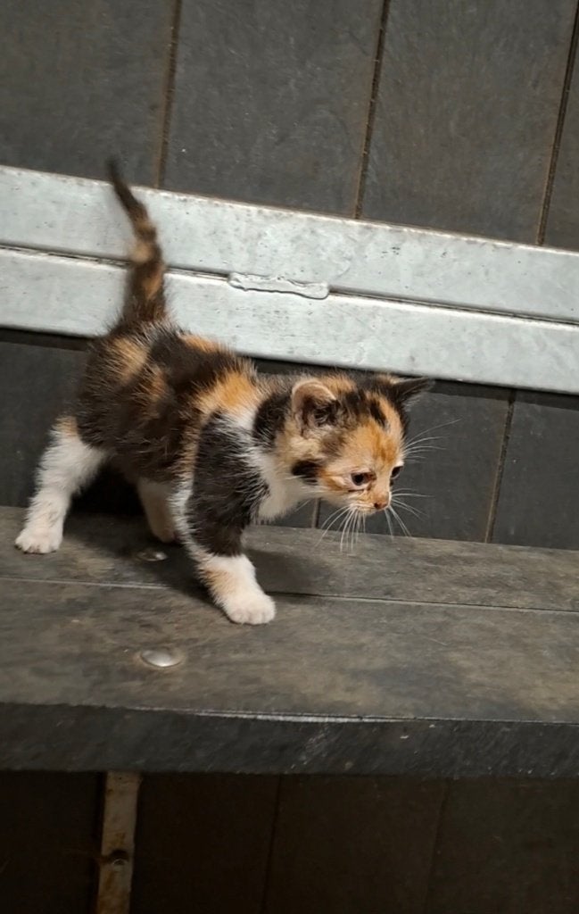 3 mooie tamme boerderij kittens, Dieren en Toebehoren, Poes, Ontwormd, 0 tot 2 jaar