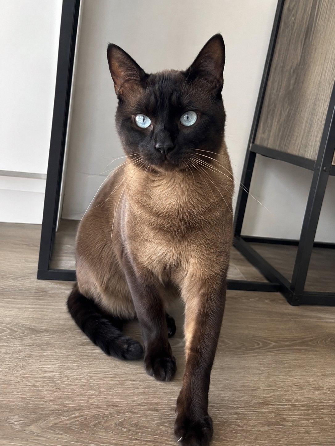 Raszuivere thai siamees als dekkater aangeboden, 0 tot 2 jaar