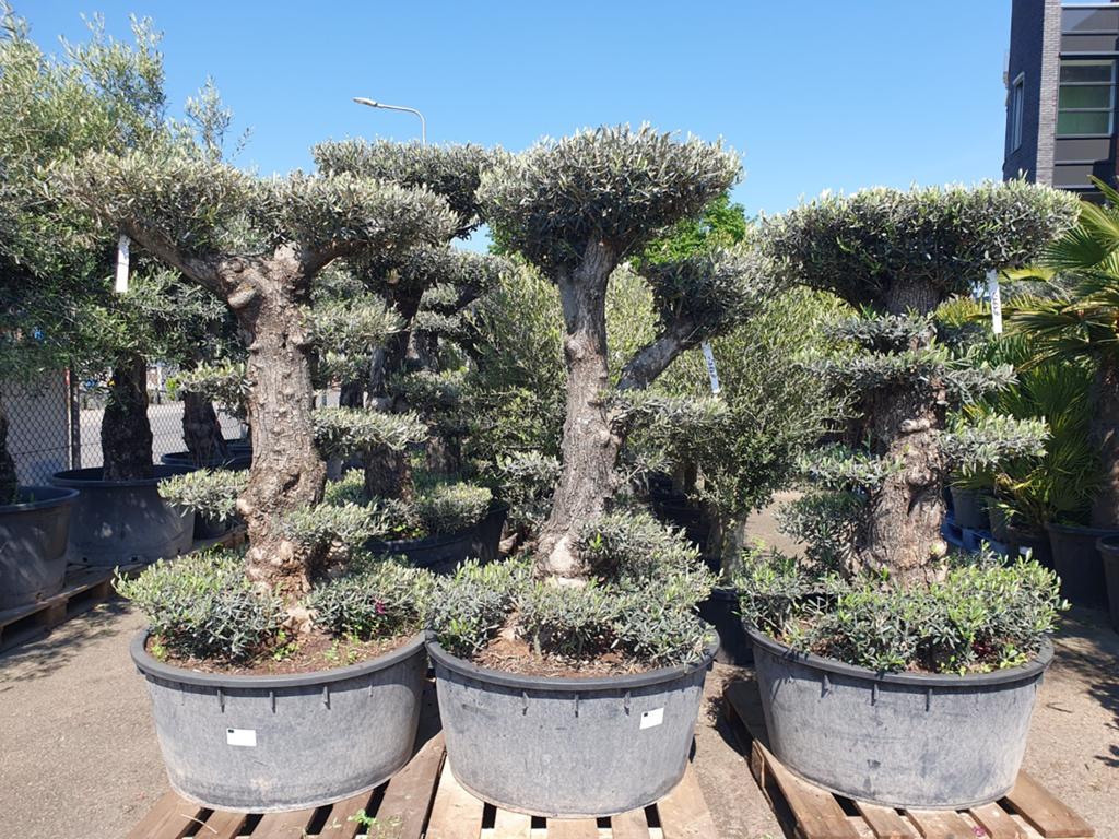 Pon pon olijfbomen, Tuin en Terras, Planten | Bomen, Olijfboom, 100 tot 250 cm, Volle zon, Zomer, Ophalen
