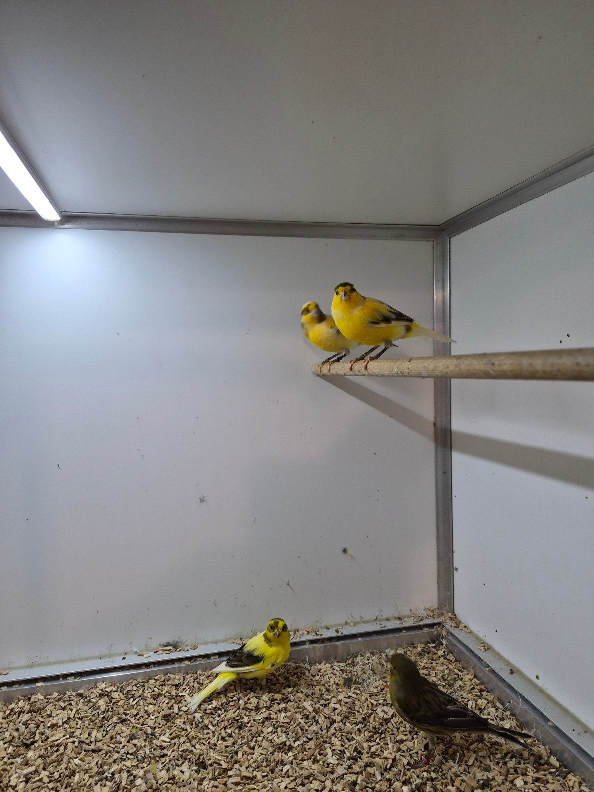 Te koop kanaries, Dieren en Toebehoren, Vogels | Kanaries, Mannelijk, Kleurkanarie