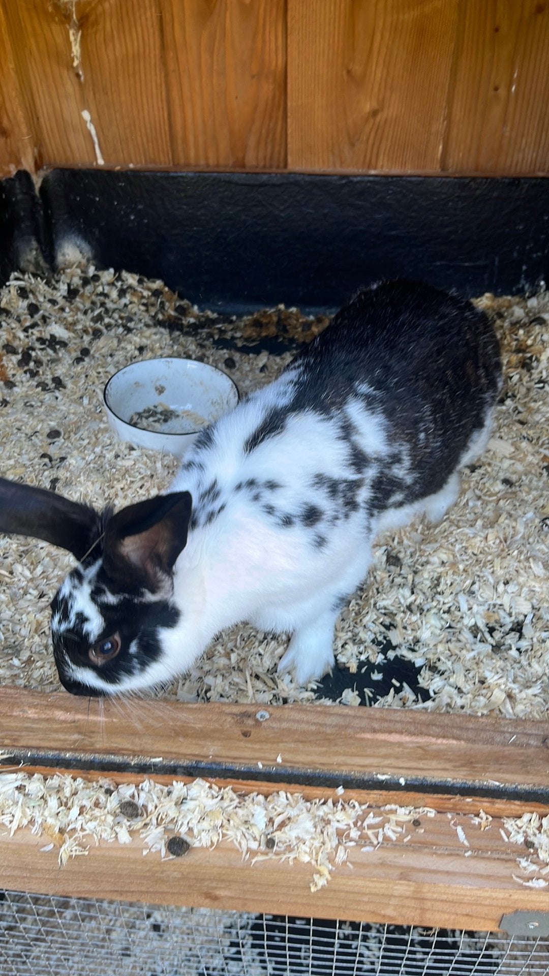 Gezocht lotharinger ram, Dieren en Toebehoren, Mannelijk, Groot