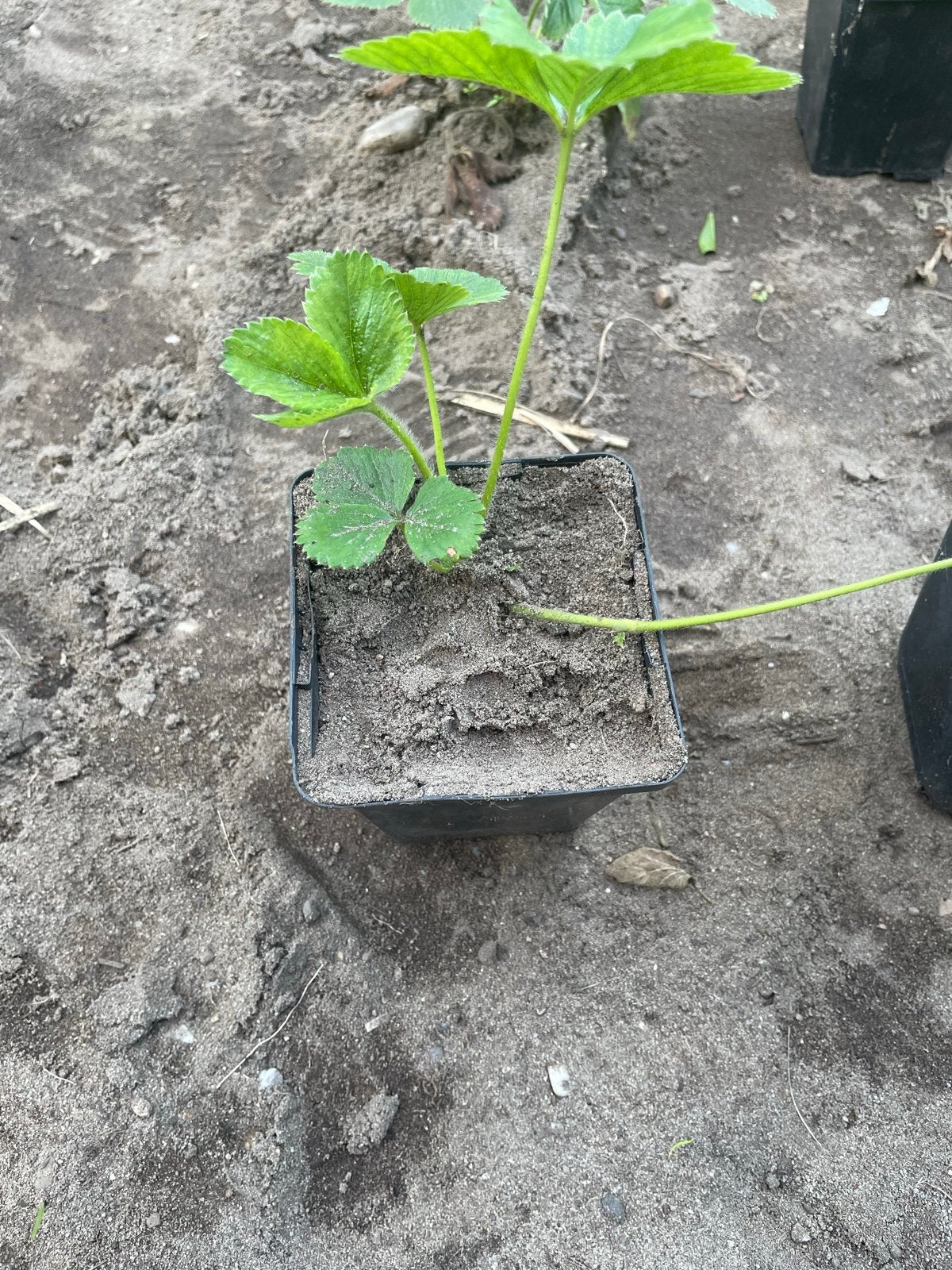 Gezonde biologische aardbeien plantjes, Volle zon, Vaste plant, Ophalen of Verzenden, Fruitplanten