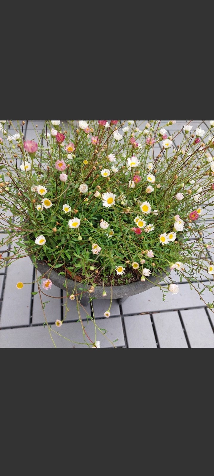 Erigeron karvinskianus: Mexicaanse madeliefjes, Bodembedekkers, Volle zon, Vaste plant, Ophalen of Verzenden