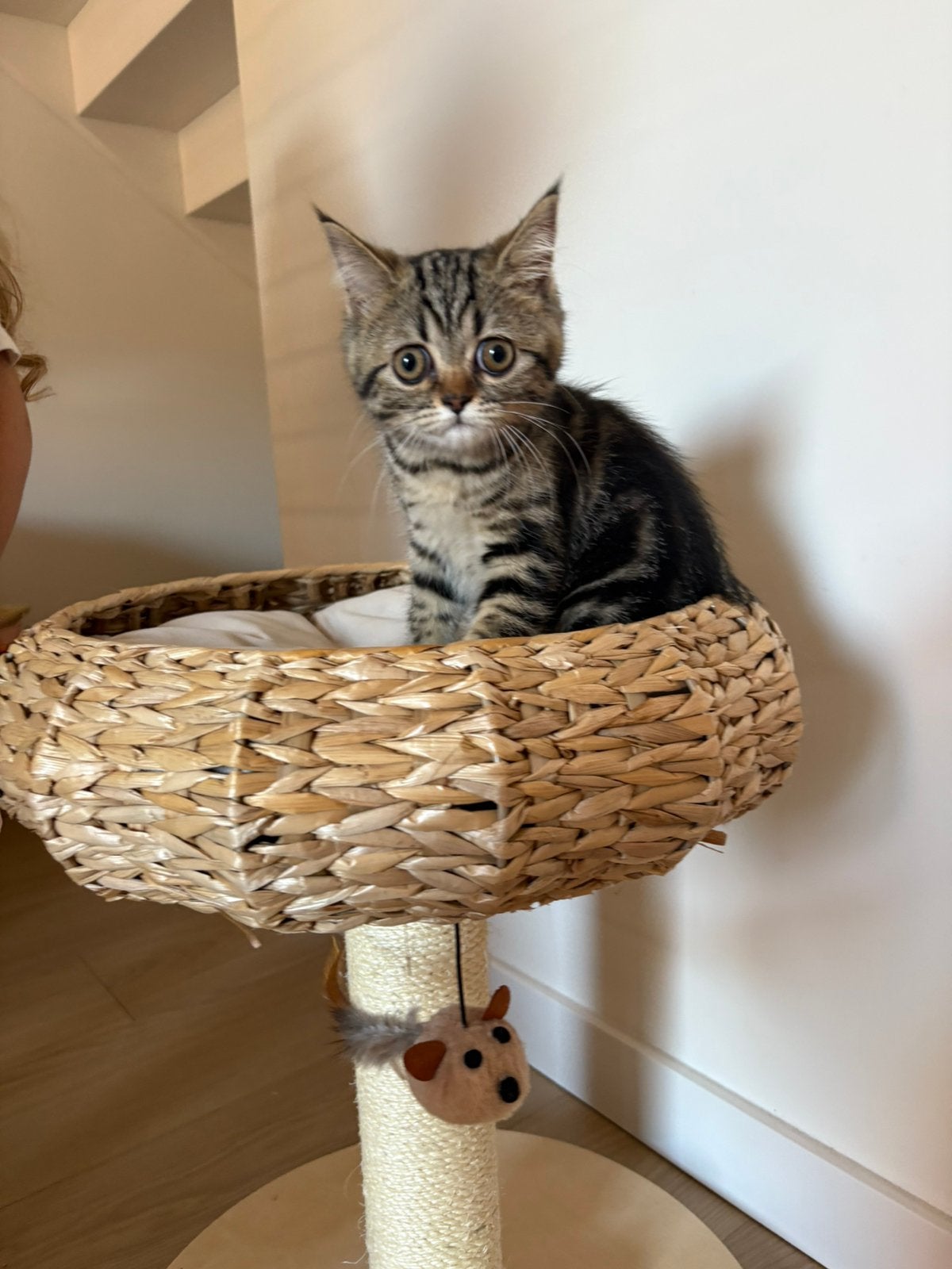 Raszuivere Britse korthaar kitten Luna 03/04/2026 🐾, Poes, Ontwormd, 0 tot 2 jaar