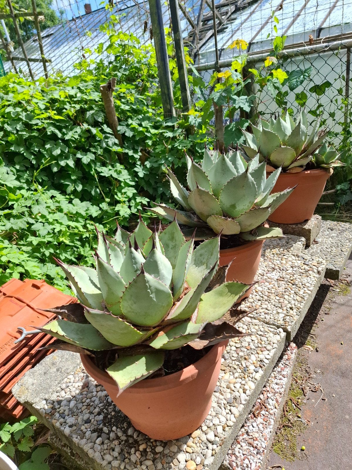 Agave, Ophalen, Bloeit niet, Overige soorten, Volle zon