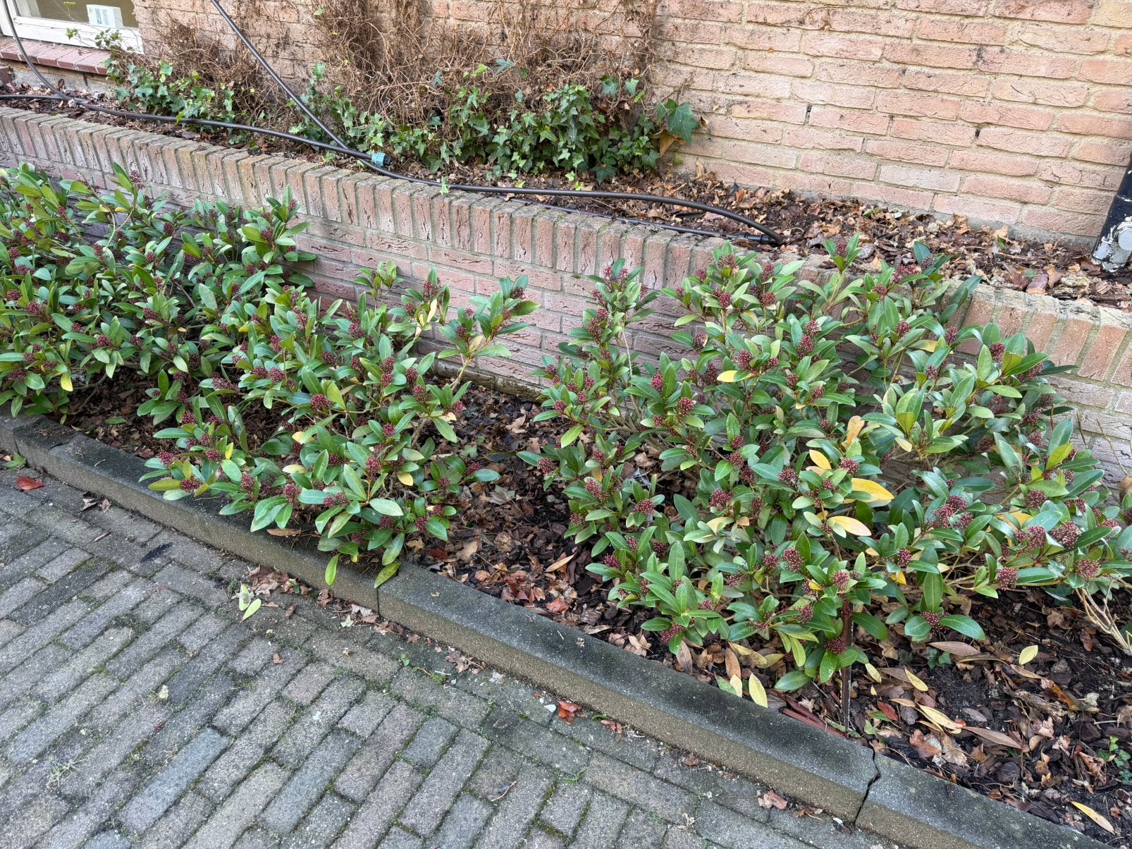 Skimmia vijf stuks, Tuin en Terras, Ophalen, Overige soorten, Minder dan 100 cm
