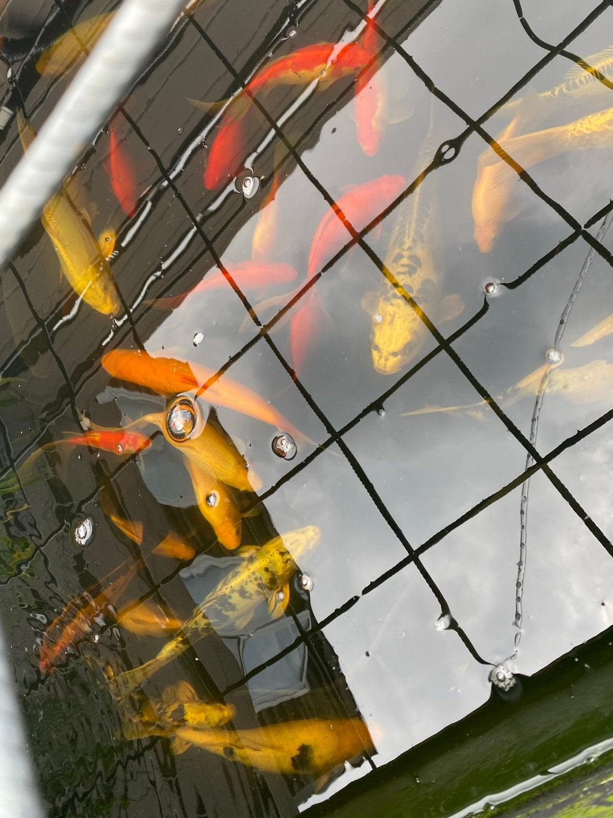 Koi karpers, Karper of Koi