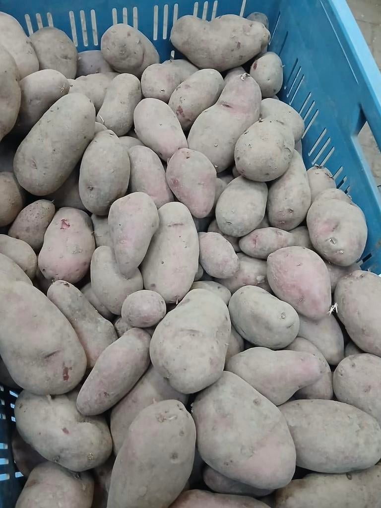400kg Roseval aardappelen, Dieren en Toebehoren, Dierenvoeding, Vee, Ophalen