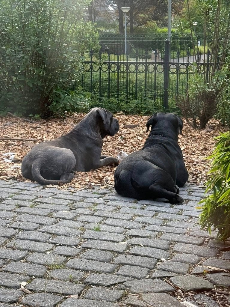 Cane Corso duo, Dieren en Toebehoren, Meerdere, Meerdere dieren, 3 tot 5 jaar, Nederland