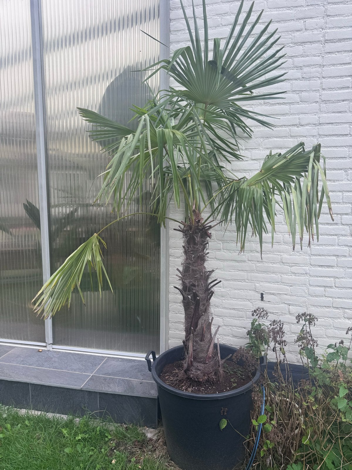 Palm, Trachycarpus sp. Nova, 100 tot 250 cm, Zomer, Palmboom, Ophalen