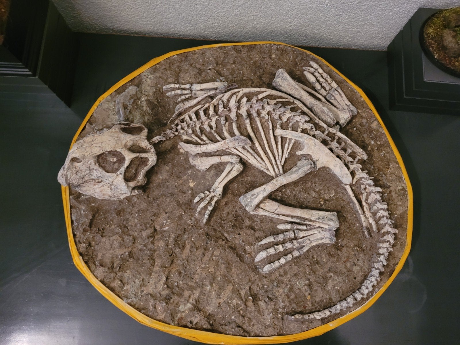Foto 3 van UNIEK ORIGINEEL PSITTACOSAURUS-SKELET – MUSEUMKWALITEIT